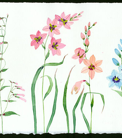 meadow flowers original watercolour on Arches paper by Gabby Malpas ixia and penstemon