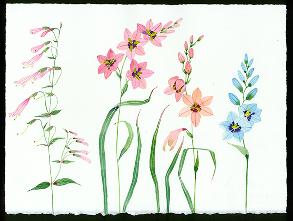 meadow flowers original watercolour on Arches paper by Gabby Malpas ixia and penstemon