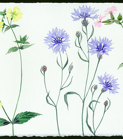 Gabby Malpas original watercolour painting: 'meadow flowers 5'