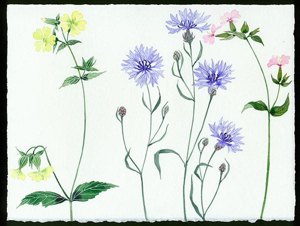 Gabby Malpas original watercolour painting: 'meadow flowers 5'