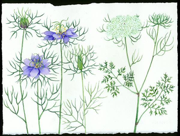 Gabby Malpas original watercolour painting: 'meadow flowers 2'