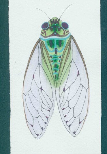 cicada watercolour and gouache on arches paper