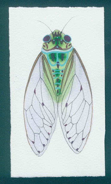 cicada watercolour and gouache on arches paper