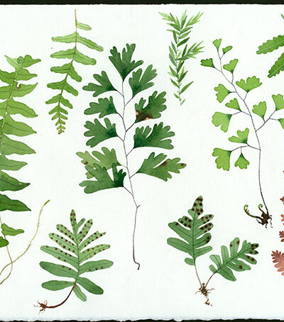 Ferns study in watercolour on Arches paper