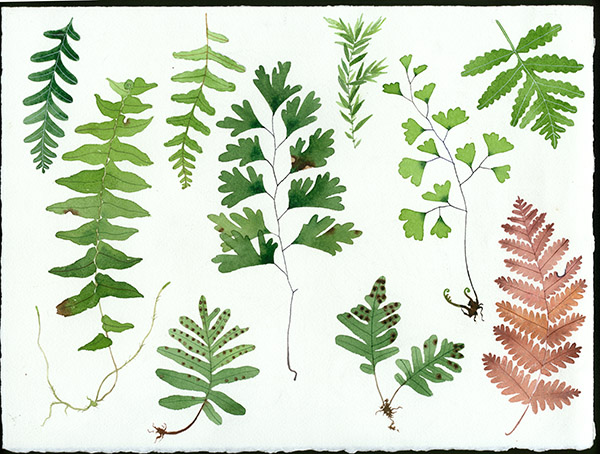 Ferns study in watercolour on Arches paper
