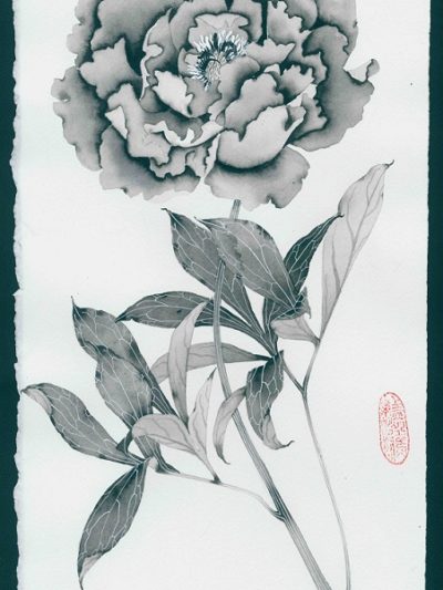 Black and white peony study in watercolour