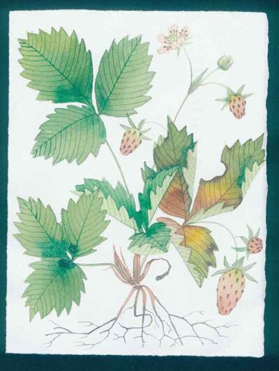 Autumn strawberries 2. Botanical study. watercolour and gouache on arches paper