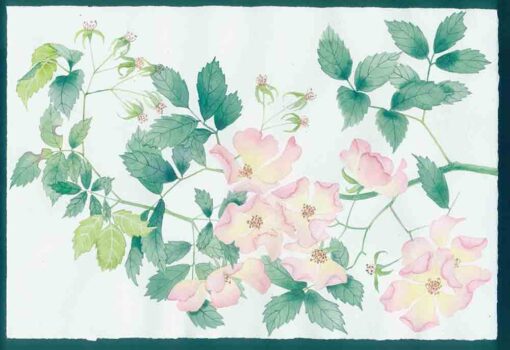wild briar roses a study watercolour on paper