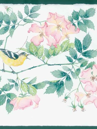 wild briar roses and a yellow and black songbird. a study watercolour on paper