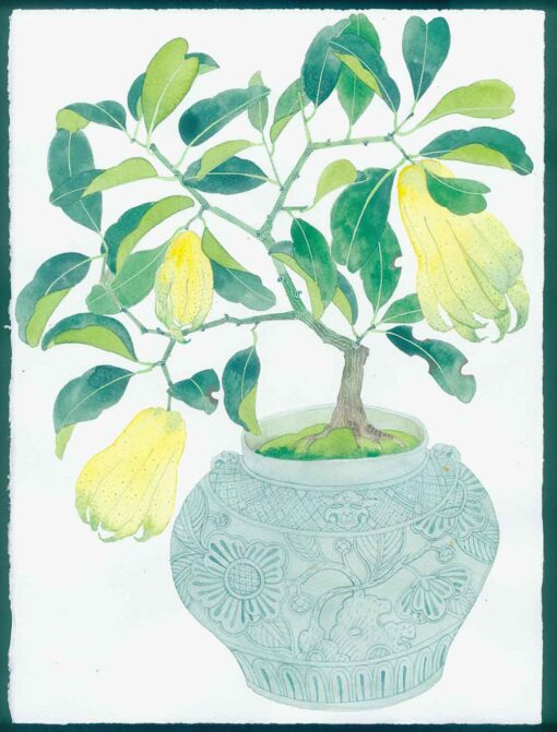 buddhas hand citron in a celadon pot. Watercolour and gouache on arches paper