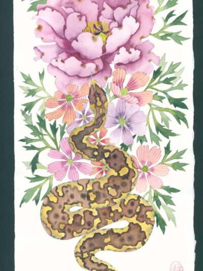 python and peony watercolour and gouache on arches paper