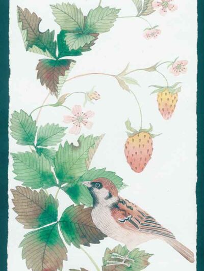 sparrow and strawberries. Watercolour and gouache on arches paper