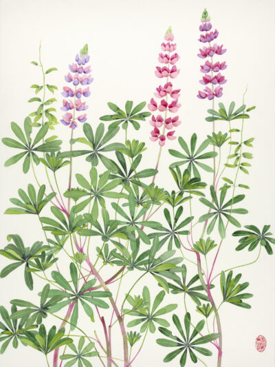 lupins: Archival Print of an original watercolour painting on paper. Cottage garden favourites, grown in NSW Australia