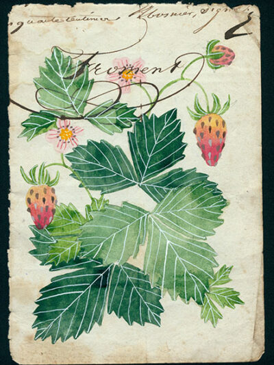 woodland strawberries on antique french paper