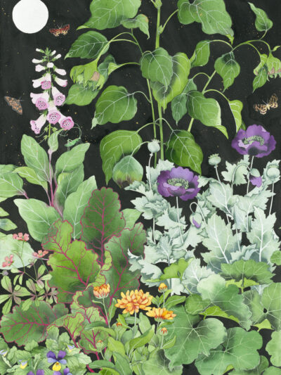 sarahs garden remembered left hand side image